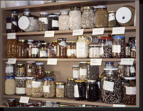 jars on shelves full of seeds with labels