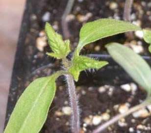 tomato seedling growing in tray