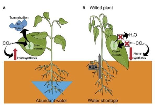 graphic of watered and wilted plant