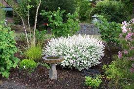 Many white flowers covering a plant