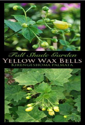 yellow wax balls