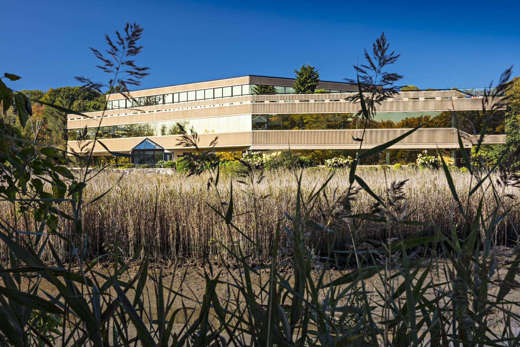 a large building is surrounded by tall grass and trees .