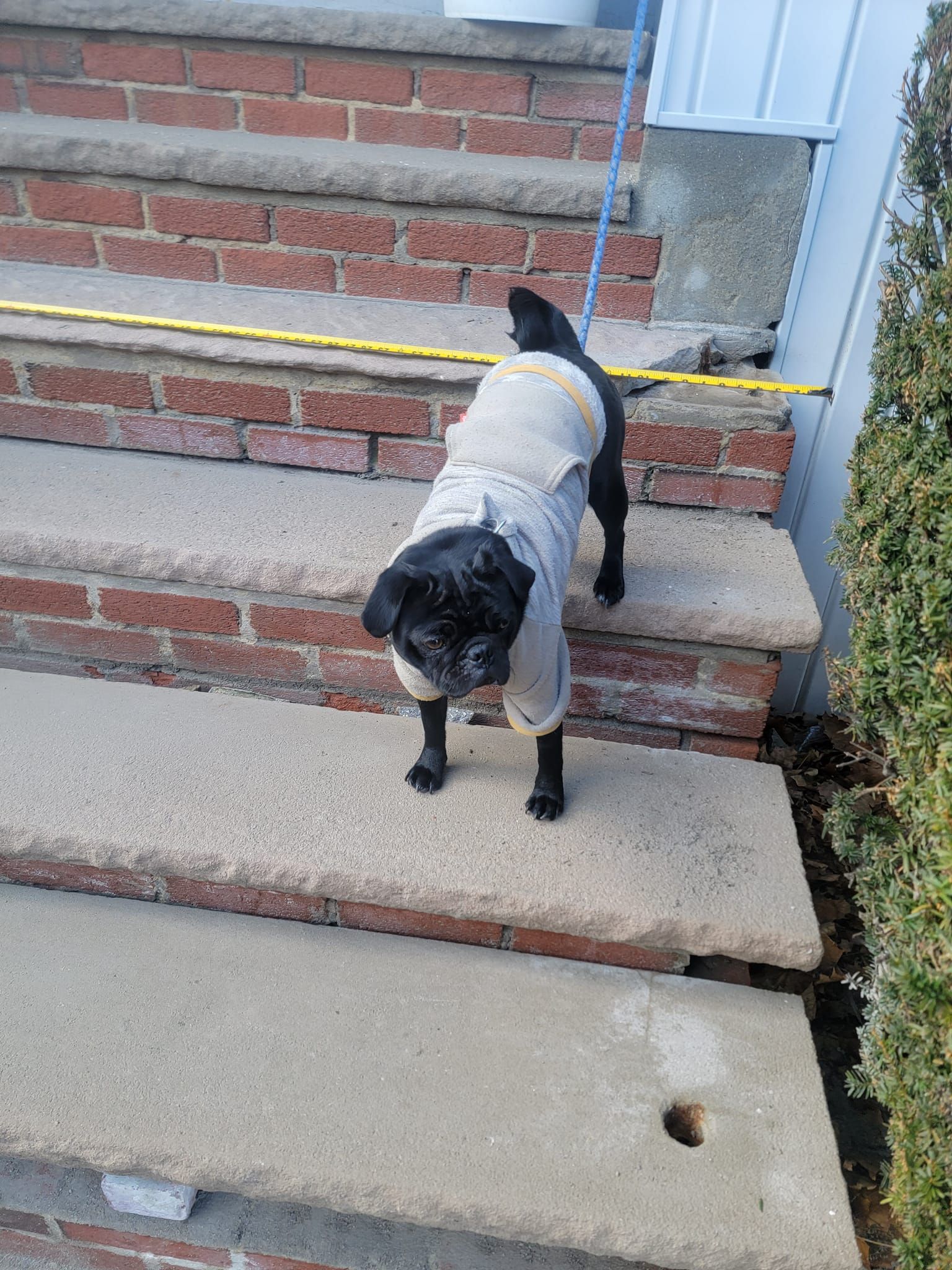 Black pug dog wearing a light-colored sweater stands on concrete steps. Red brick background.