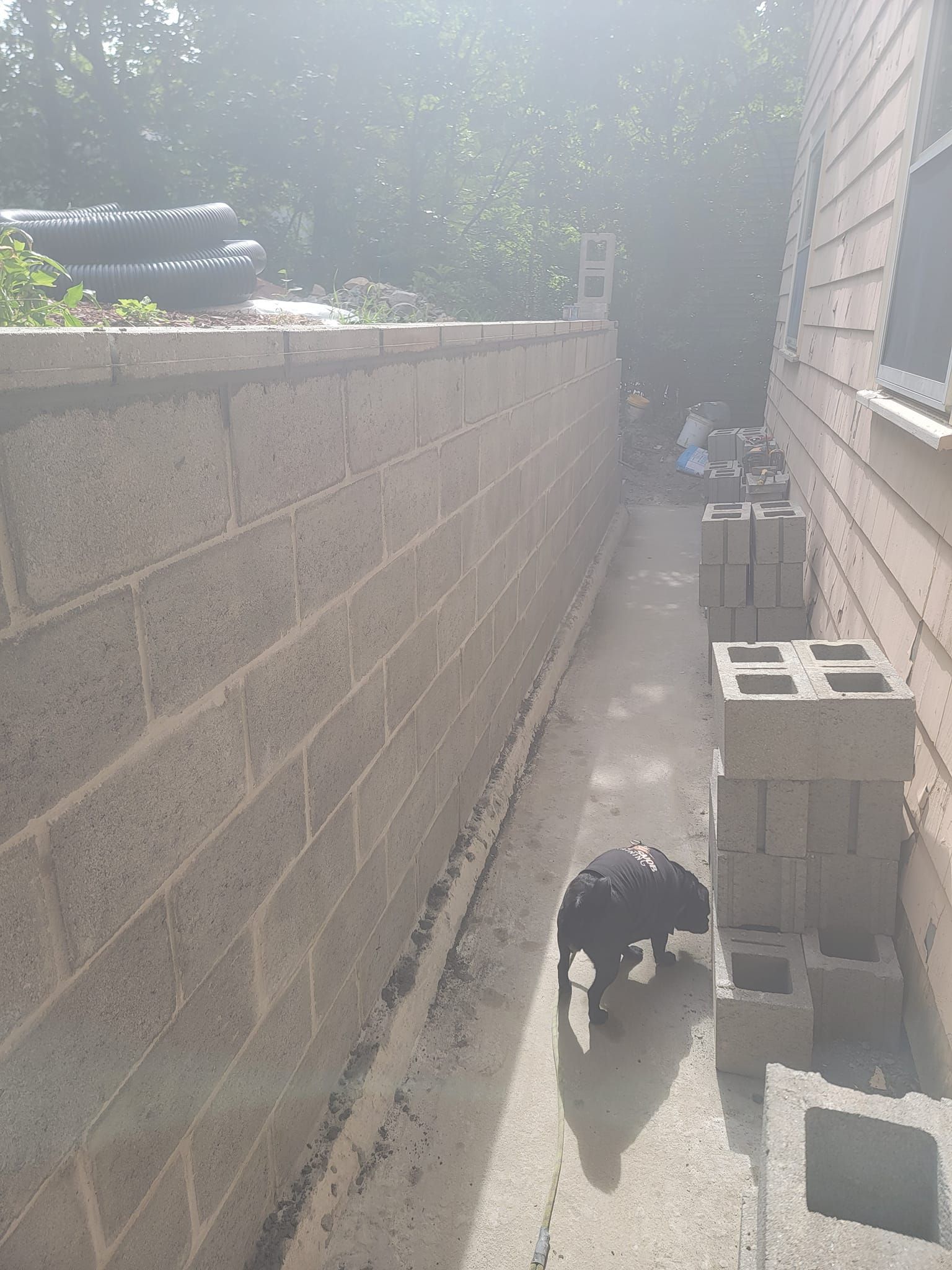 Dog walks past cinder block wall and stacks, sunny outdoor setting.