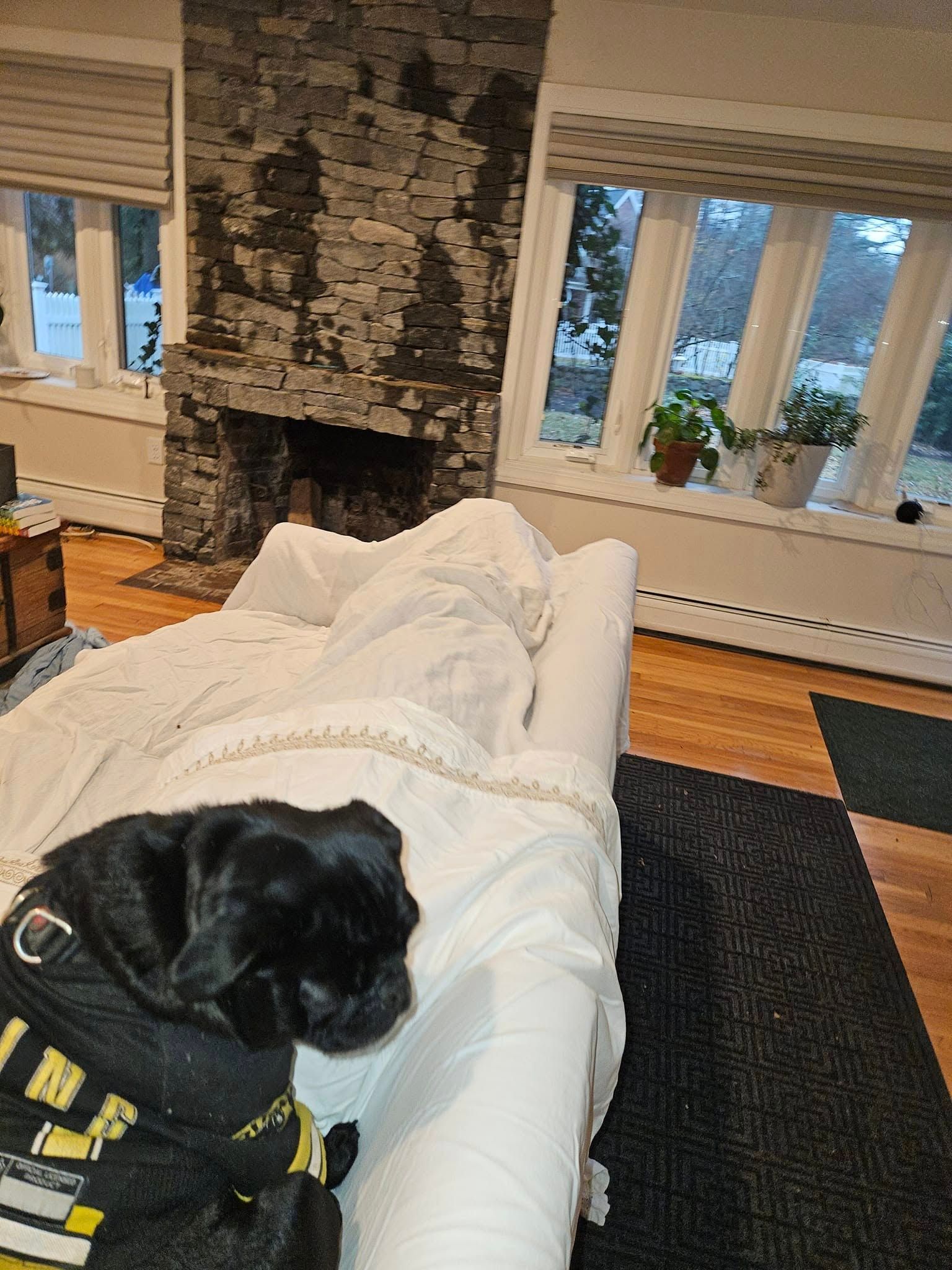 Black dog in a vest sits on a white couch, near a stone fireplace and windows.