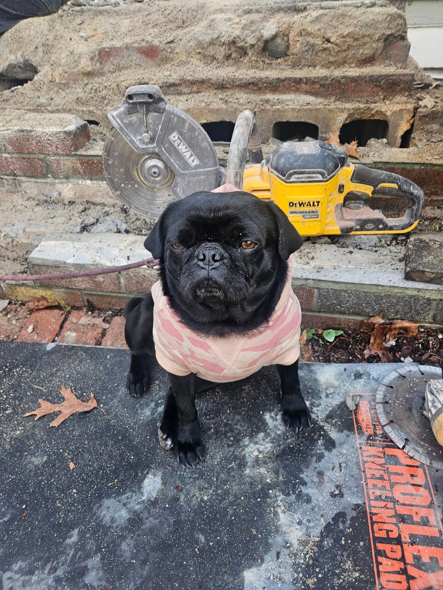 Black pug wearing a pink and white shirt sits in front of construction tools and a brick wall.
