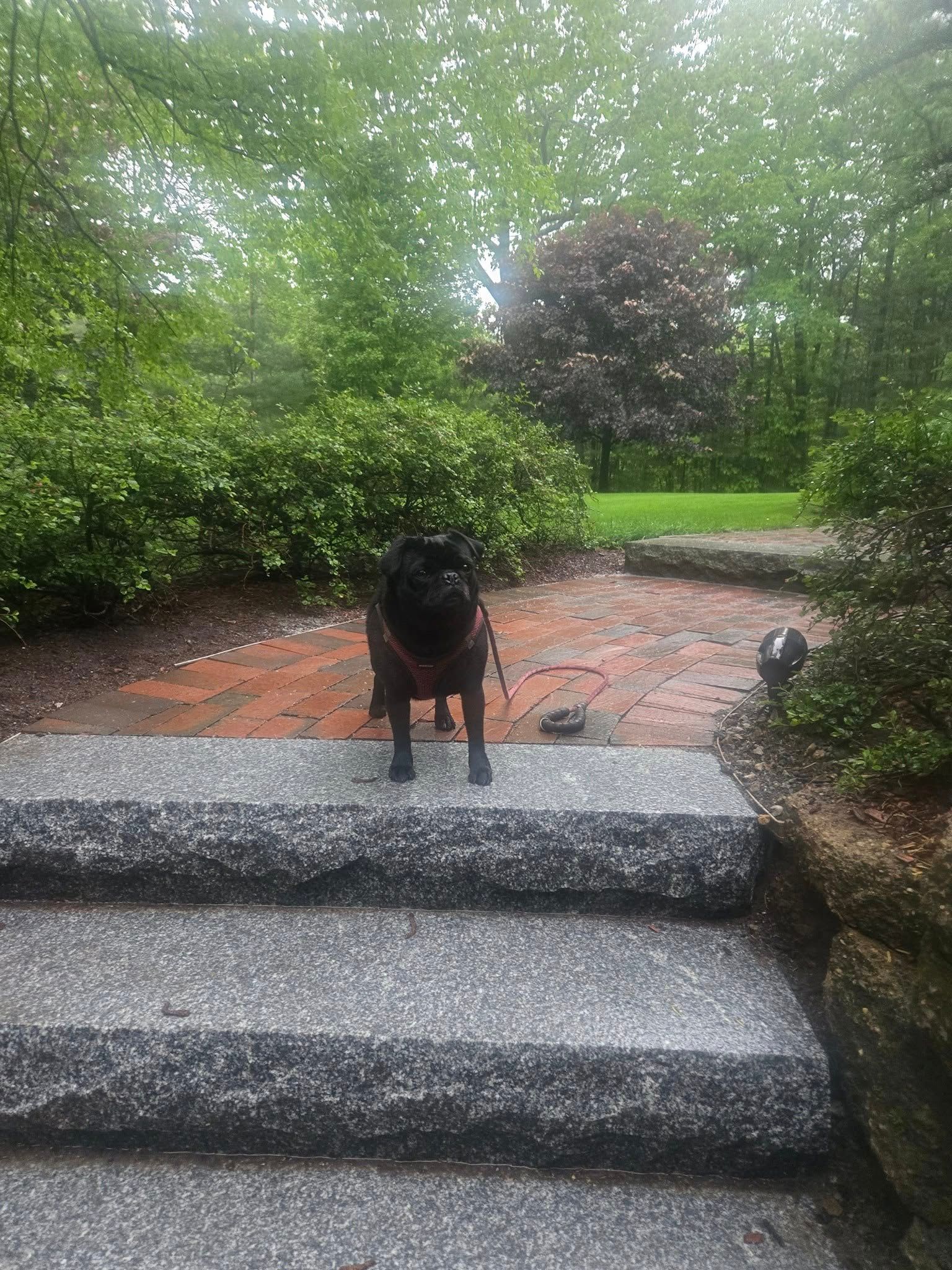 Black pug stands on steps, looking forward with leash attached, in a brick patio setting surrounded by green foliage.