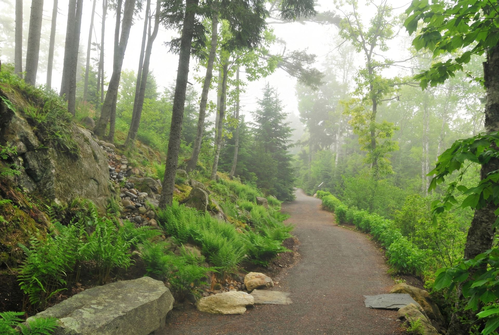 A gravel path winds through a forest on a foggy day. Lush green foliage lines the path.