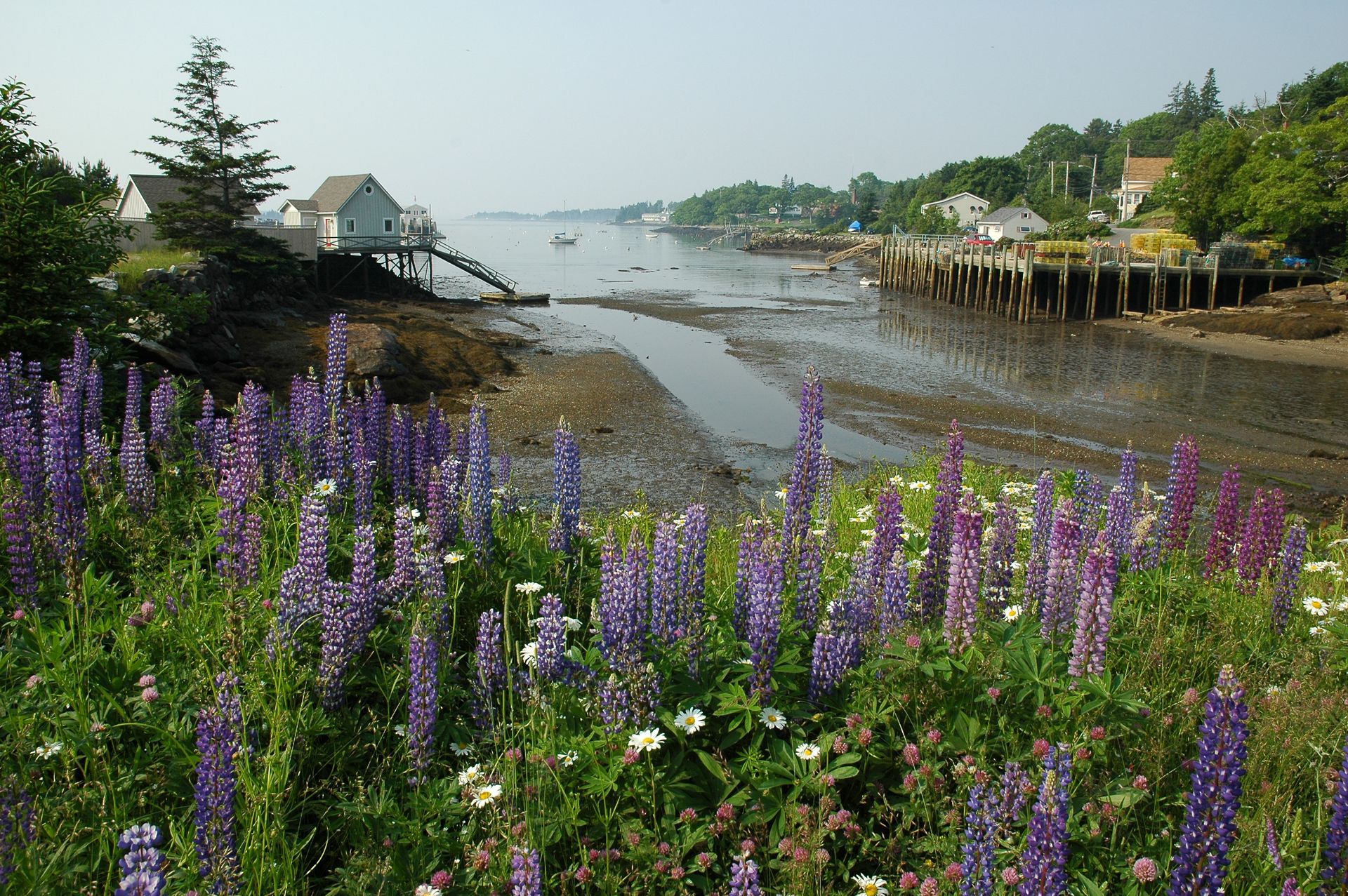 Purple lupine flowers in foreground, tidal flats, houses, dock, and calm water under a hazy sky.