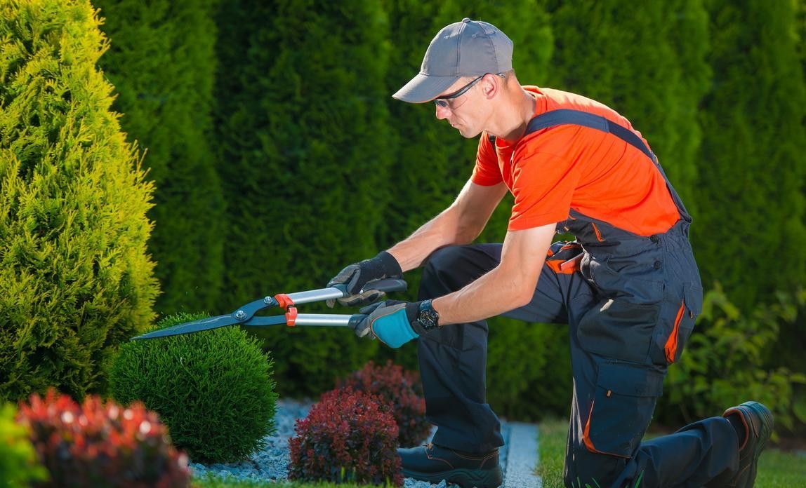 A man is kneeling down in a garden cutting a bush with a pair of scissors.