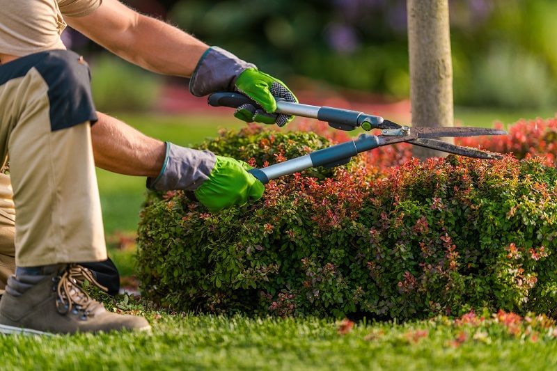 A man is cutting a bush with a pair of scissors.