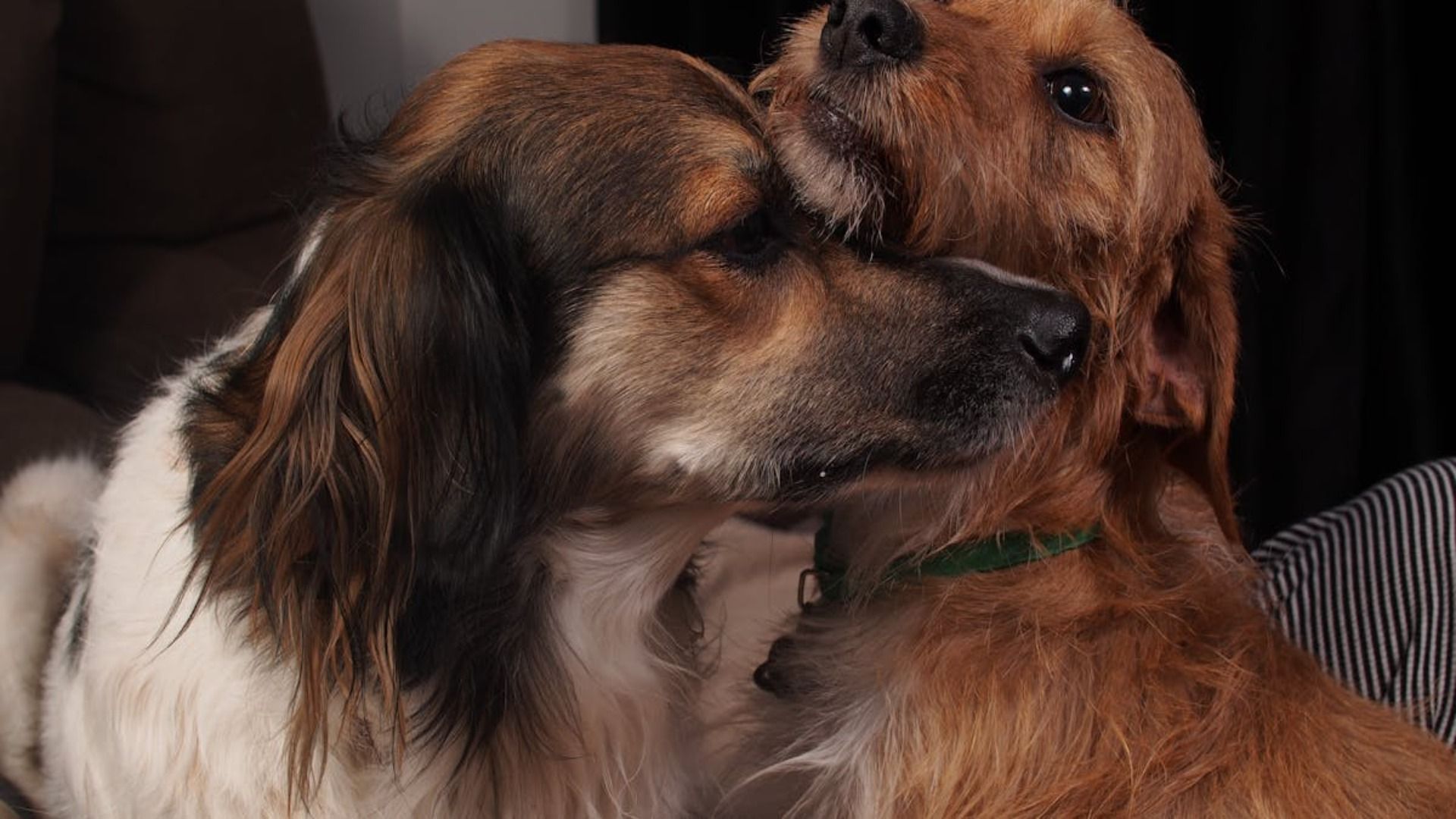 Dos perros acurrucándose, uno marrón y blanco, el otro dorado; primer plano, entorno interior.