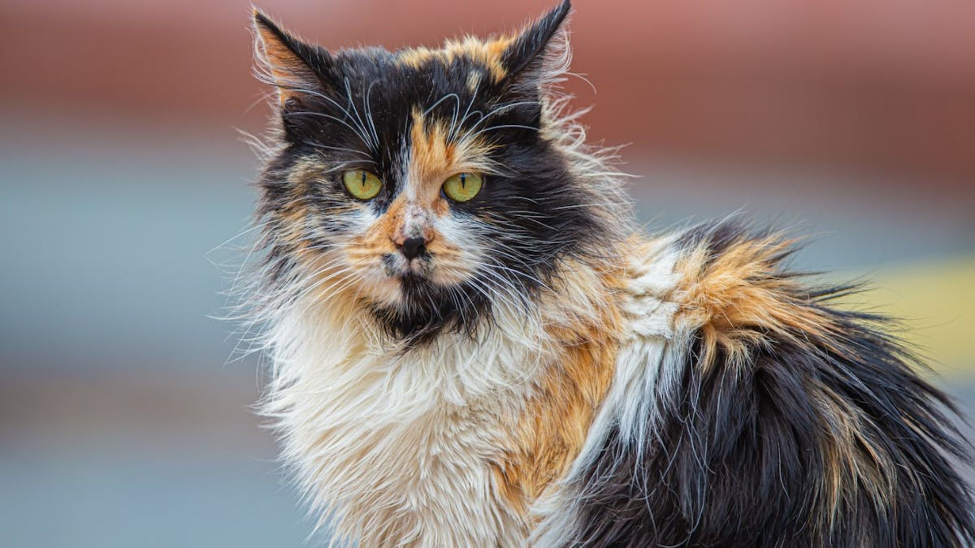 Gato calicó con pelaje enmarañado, ojos verdes, mirando directamente al espectador, al aire libre.