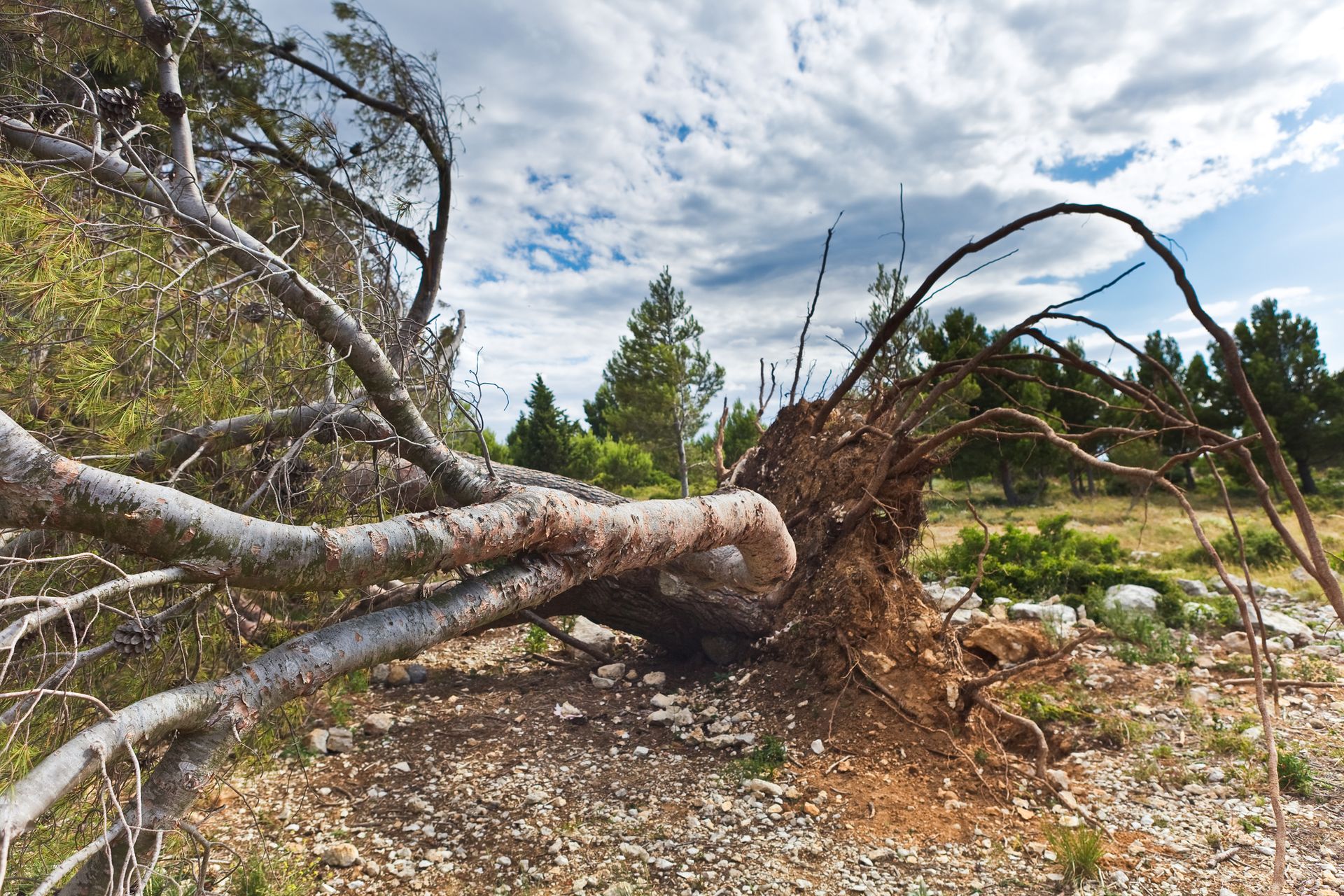 Emergency Tree Removal in Roseville, CA