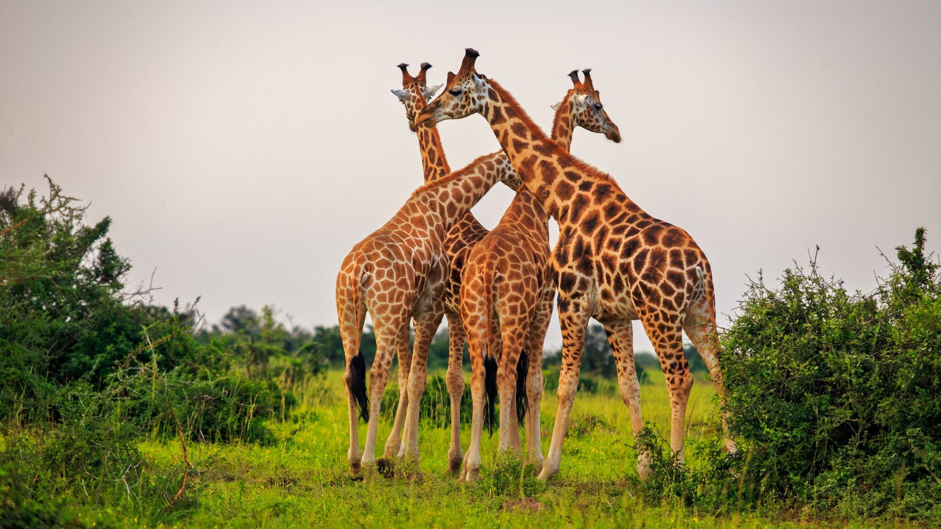 a herd of giraffes standing next to each other in a grassy field