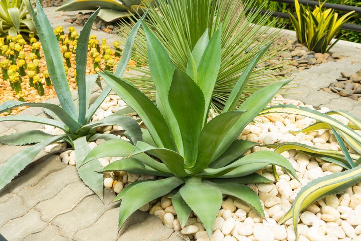 Agaves, Agaves, and Agaves.