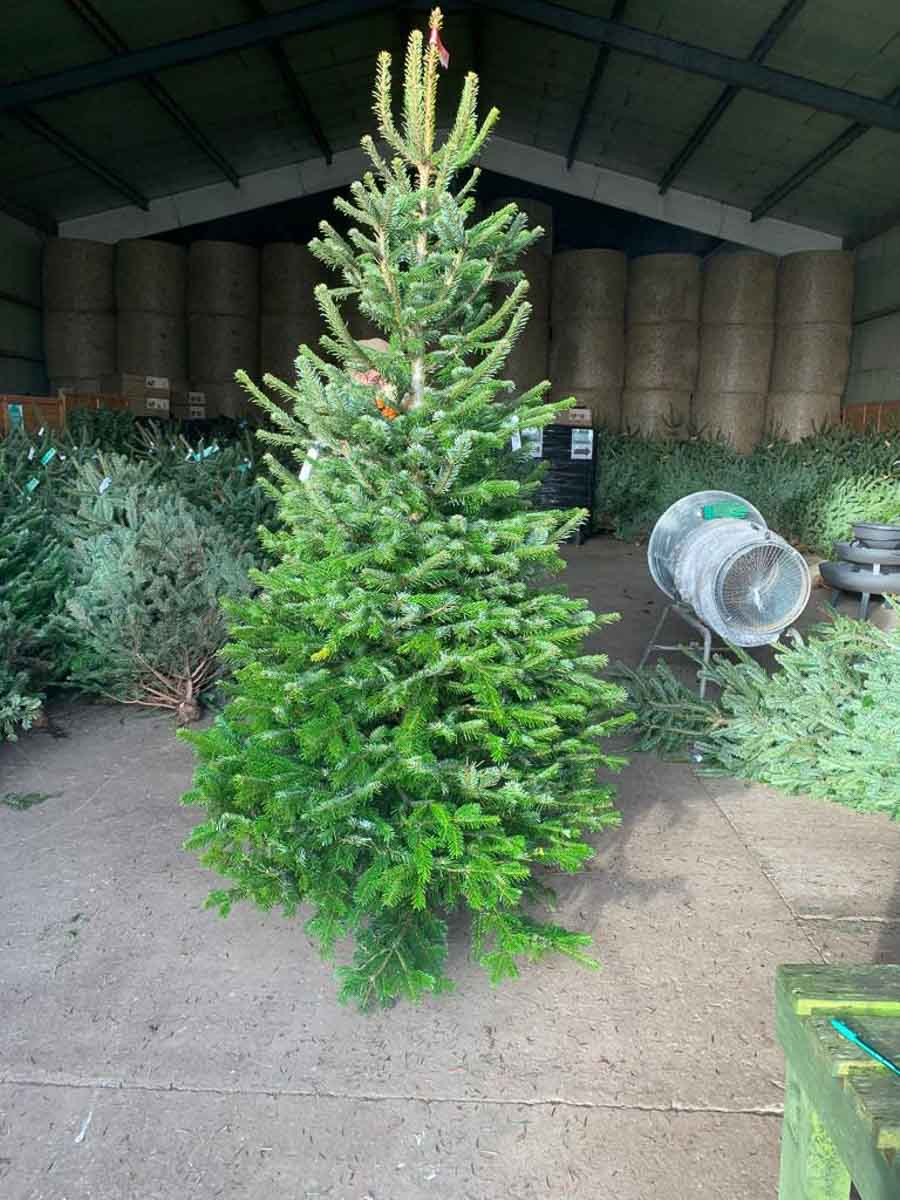 Christmas trees for sale at Greenhill Nursery