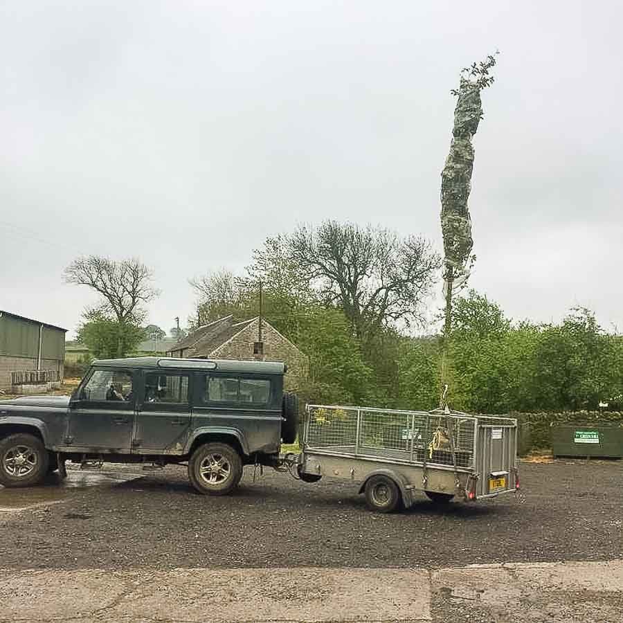 Delivery of large specimen trees  from Greenhill garden nursery Perthshire