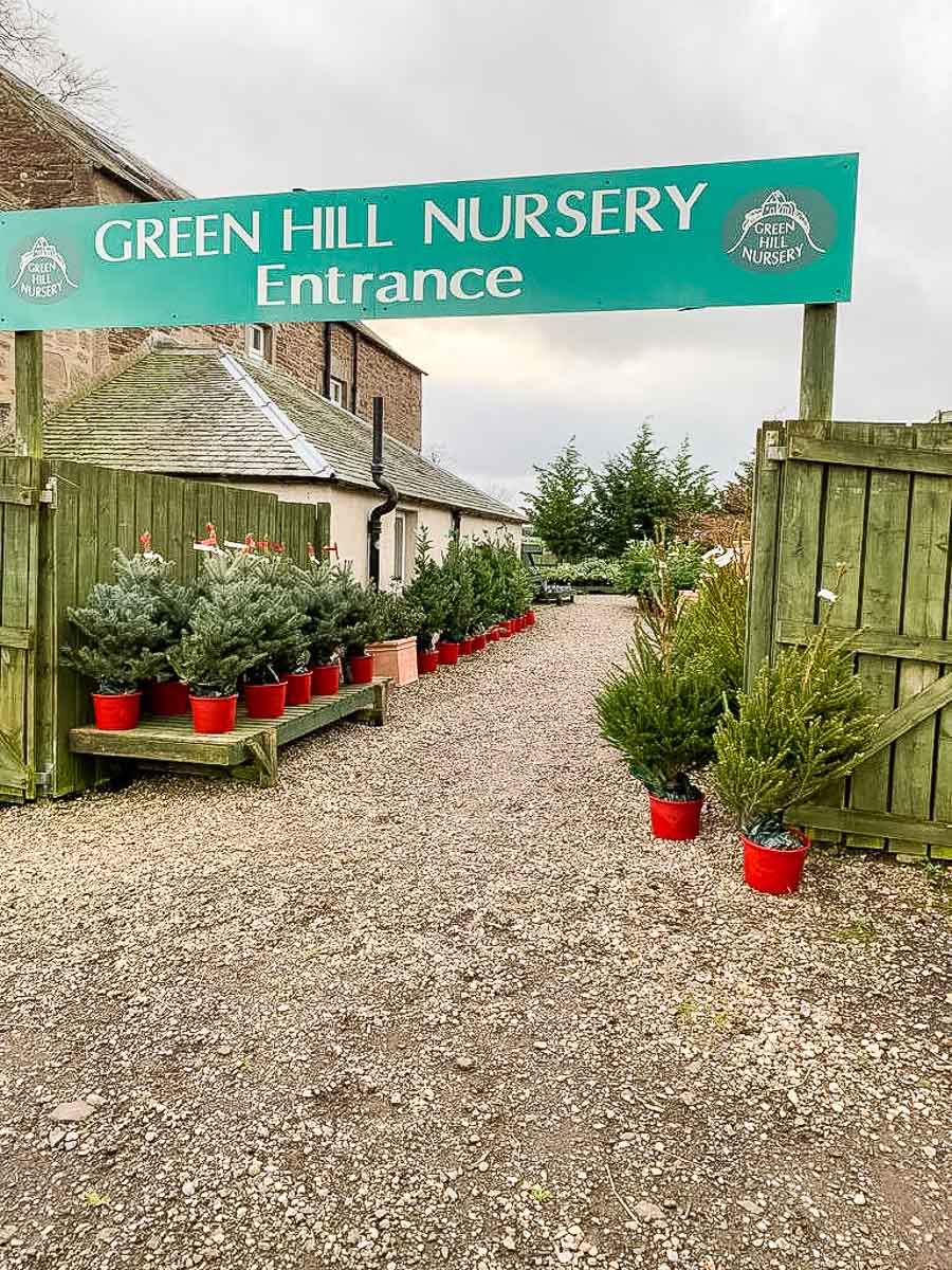 Christmas trees for sale at Greenhill garden nursery perthshire