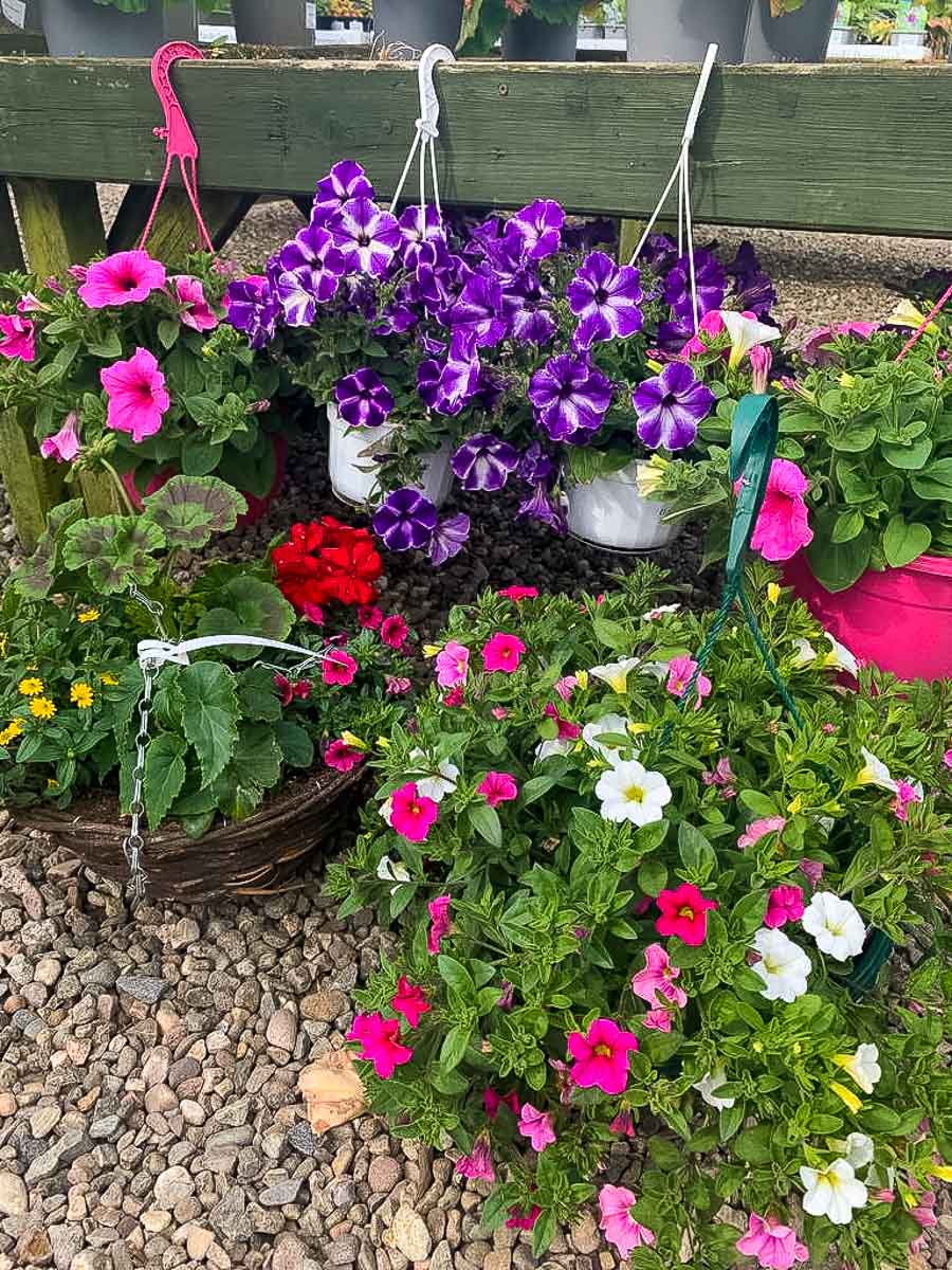 Summer hanging baskets for  sale at Greenhill Garden nursery Perthshire