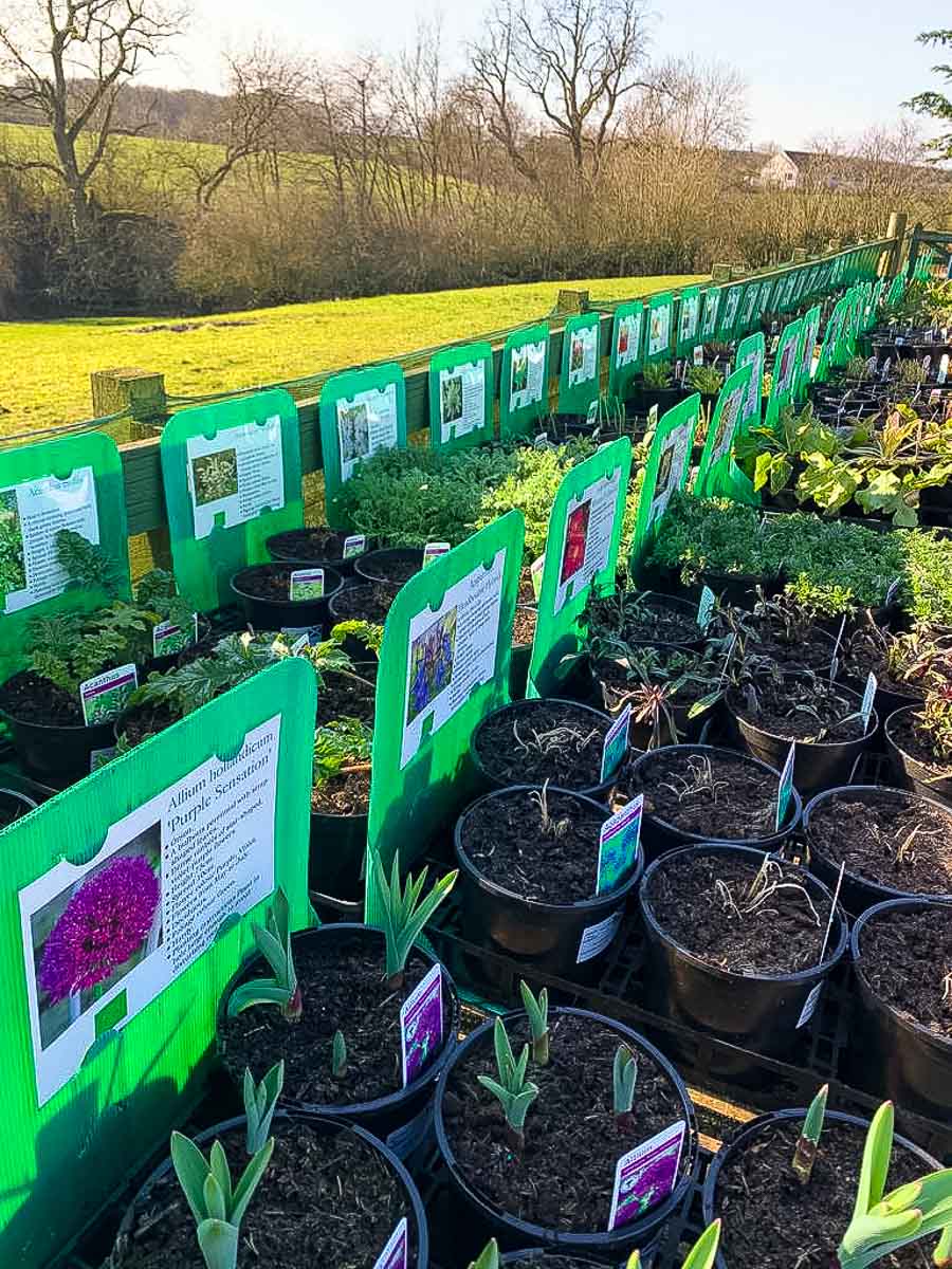 New stock arrivals at Greenhill garden nursery Perthshire