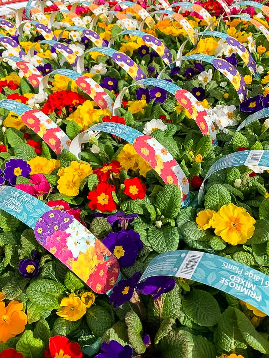 Bedding plants for sale at Greenhill Garden nursery Perthshire