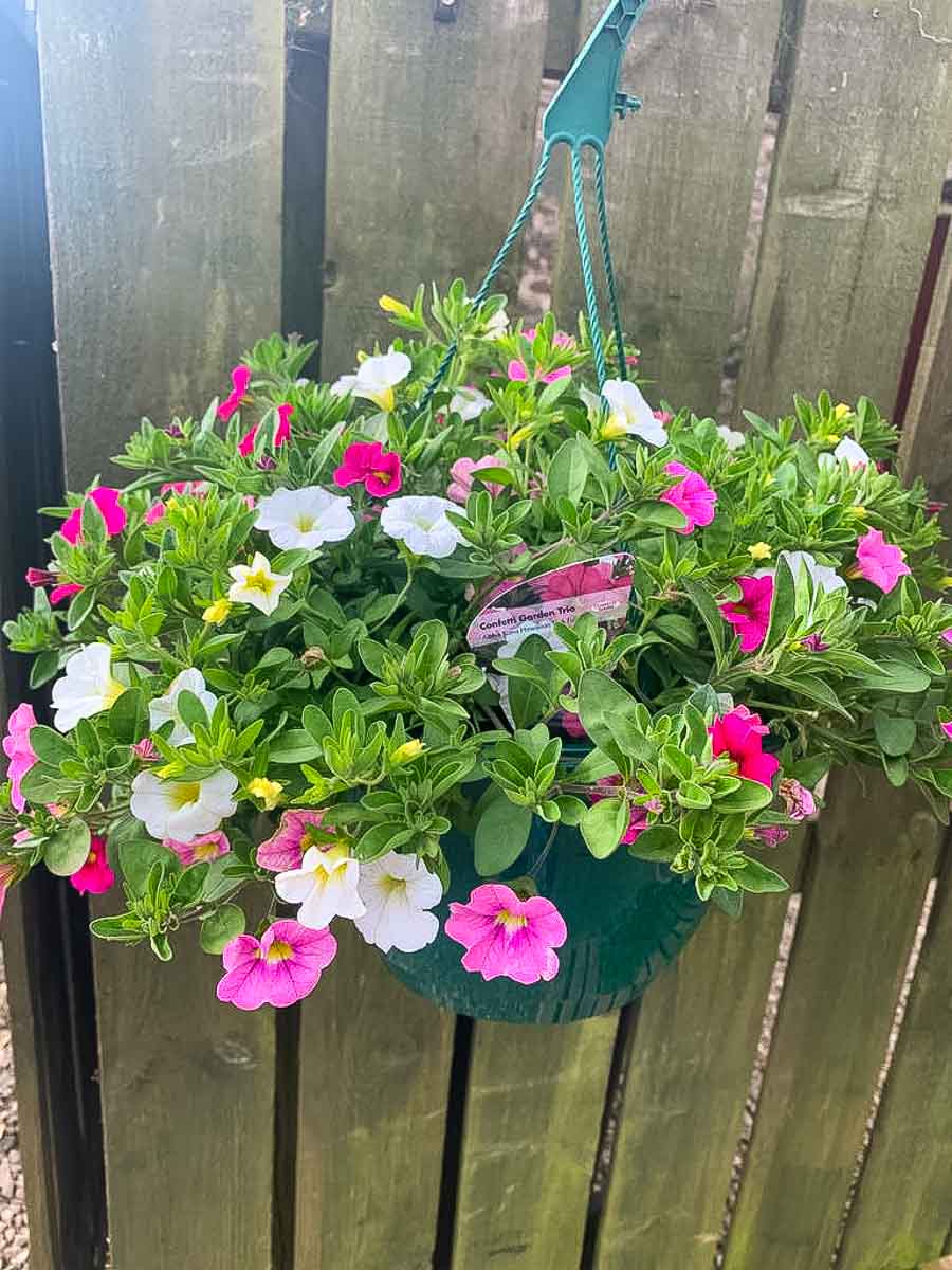 Hanging baskets for sale at Greenhill Garden nursery Perthshire