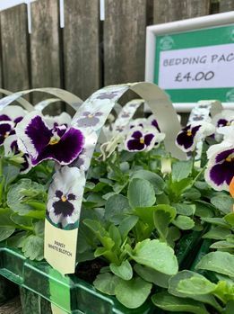 Pansies for sale at Greenhill Garden nursery Perthshire
