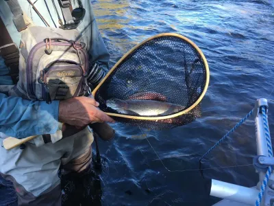 A man is holding a net with a fish in it in the water.