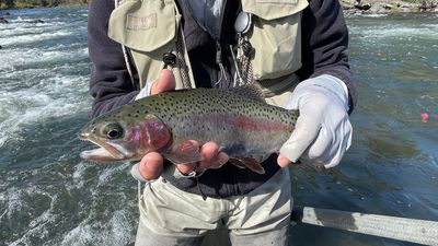 A man is holding a fish in front of a river.