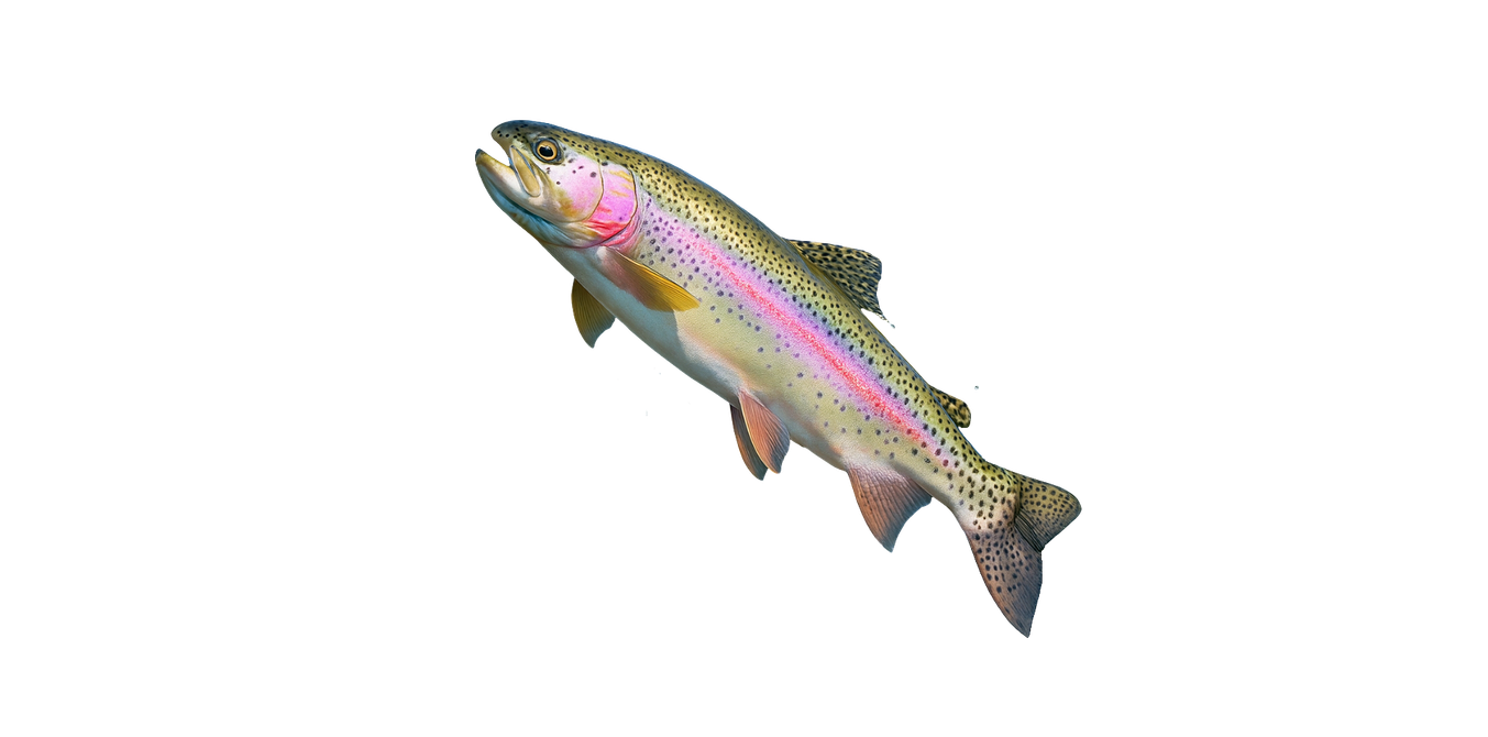 A rainbow trout swimming diagonally, with vibrant pink and iridescent colors.