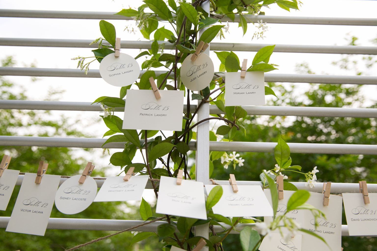 A bunch of cards hanging on a fence with a plant in the background.