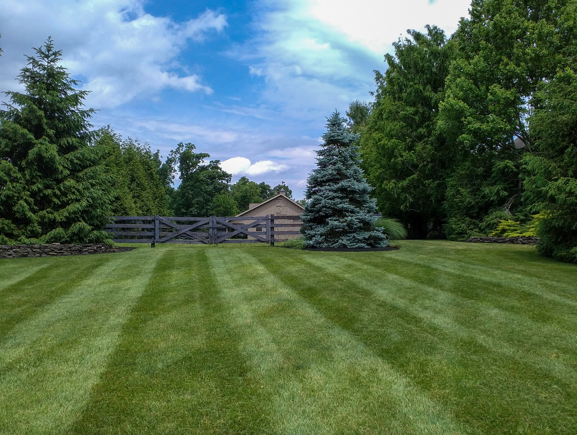 A lush green lawn with a fence and trees in the background