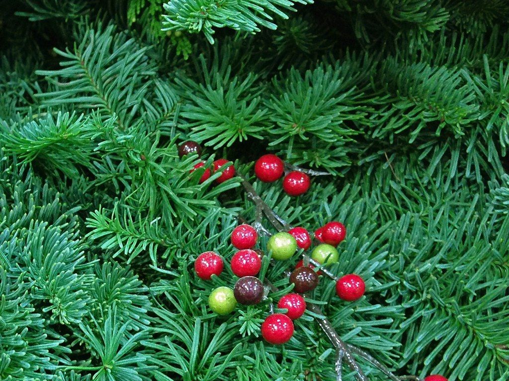 A close up of a christmas tree with red and green berries