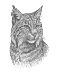 Bobcat