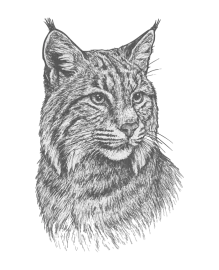 Bobcat