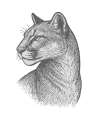 Cougar