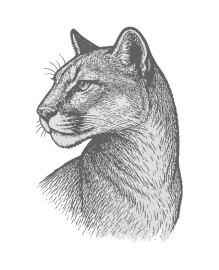 Cougar