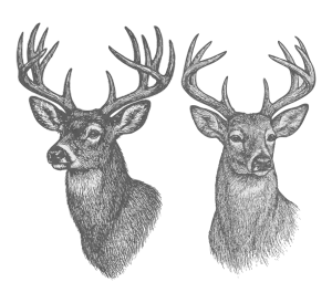 Deer