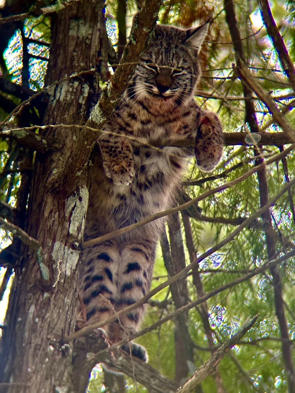 Bobcat