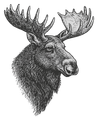 Moose