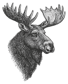 MOOSE