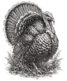 Turkey