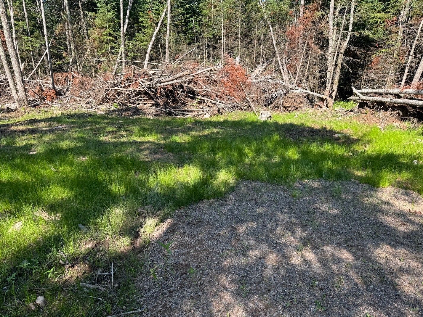 Green grass in the foreground leads to a gravel area and a pile of branches in a forest.