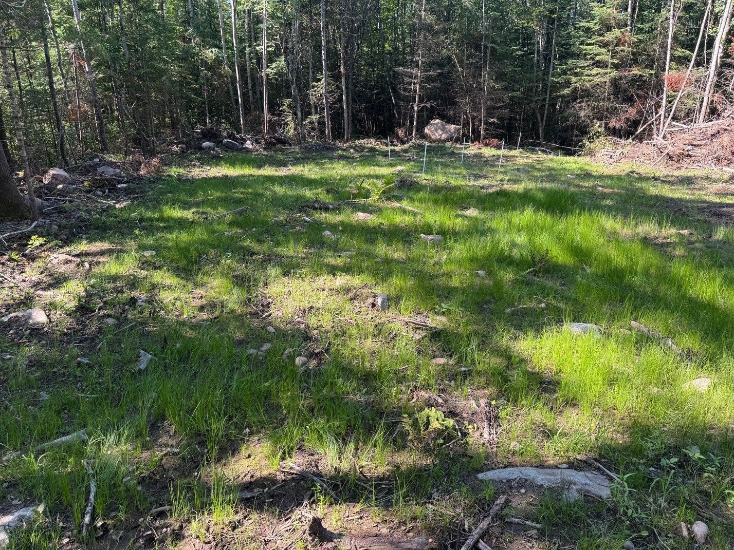 Grassy clearing in a forest with tall trees in the background, lit by sunlight.