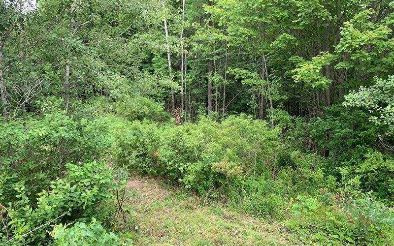 Land Clearing Before — Ogema, WI — Jeff Simek Construction Co Inc