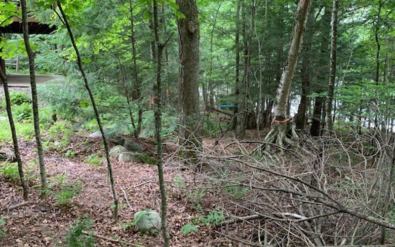 Trees — Ogema, WI — Jeff Simek Construction Co Inc