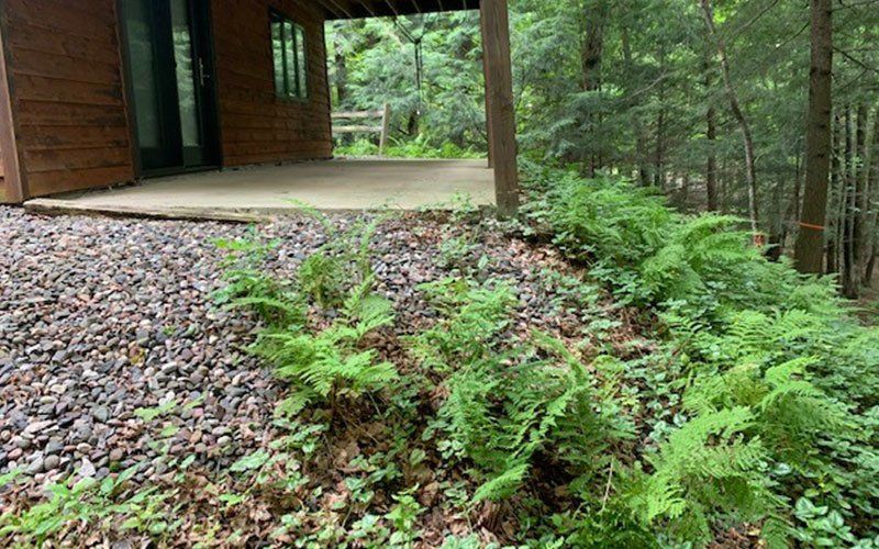 Ferns — Ogema, WI — Jeff Simek Construction Co Inc