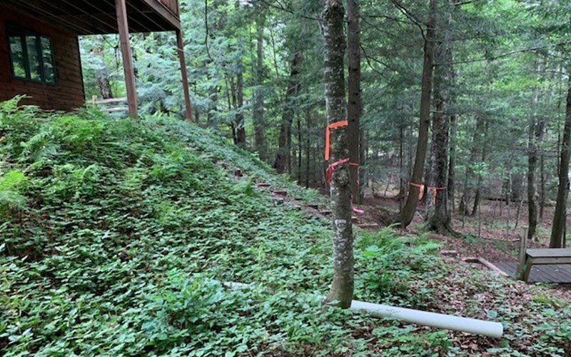 Trees Before Land Clearing — Ogema, WI — Jeff Simek Construction Co Inc