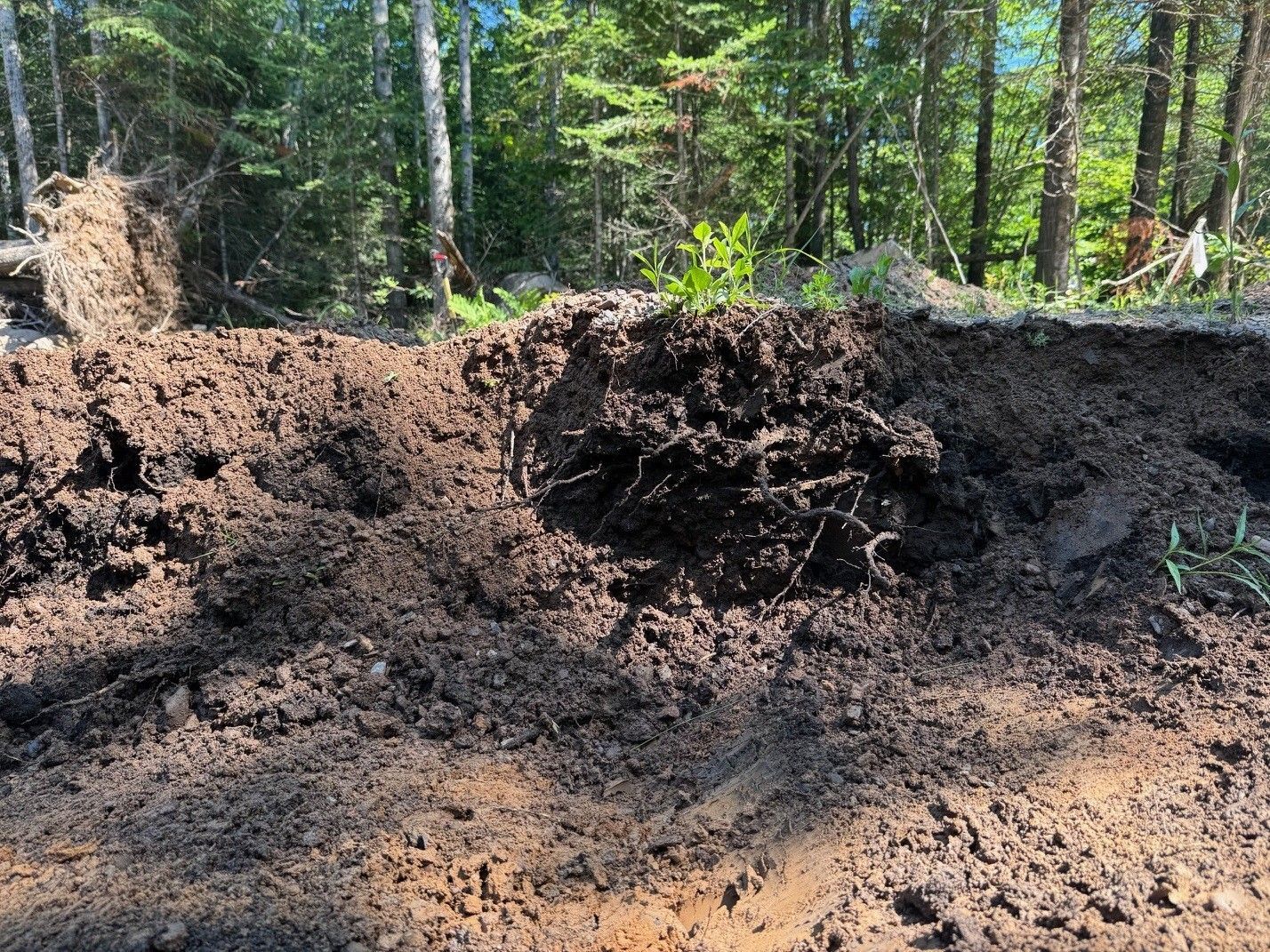 Pile of dark brown soil and roots against a backdrop of trees in a sunny outdoor setting.